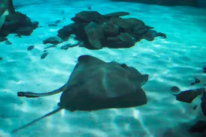 Southern Stingray