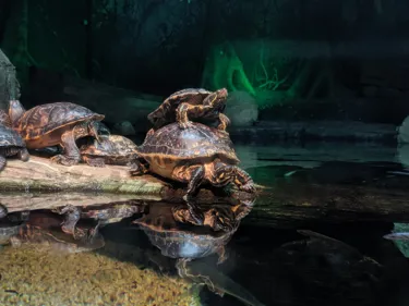 Terrapin Stack