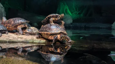 Terrapin Stack