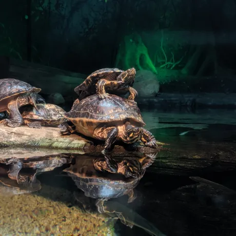 Terrapin Stack