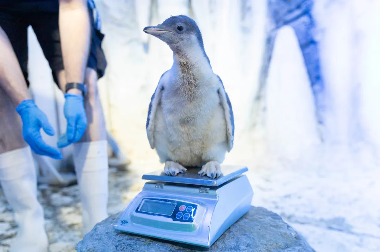 Penguin Chick 2