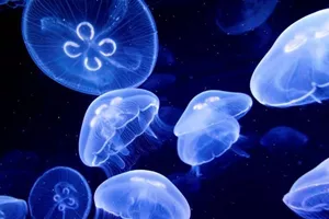 Sealife Moon Jellyfish Aurelia Aurita4