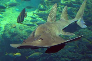 6425 Bowmouth Shark