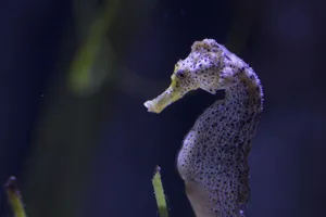 8496 Longsnout Seahorse Hippocampus Reidi 7