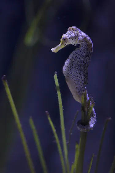 8496 Longsnout Seahorse Hippocampus Reidi 7