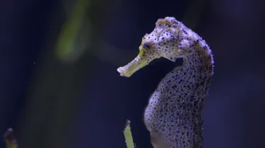 8496 Longsnout Seahorse Hippocampus Reidi 7