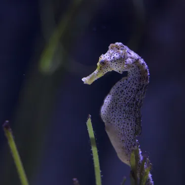 8496 Longsnout Seahorse Hippocampus Reidi 7
