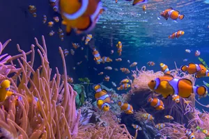 Clownfish