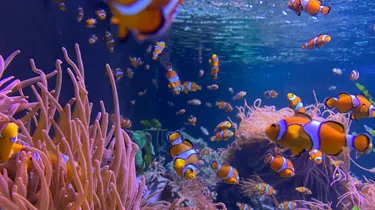 Clownfish