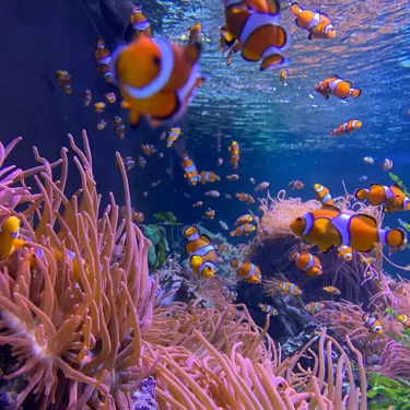 Clownfish