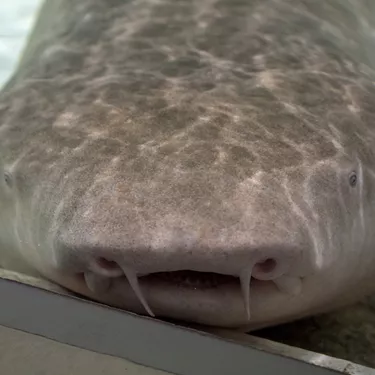 Nurse Sharks Migrate Between Uteri… And Eat Their Siblings