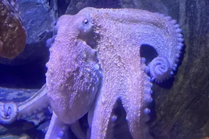 Common Octopus