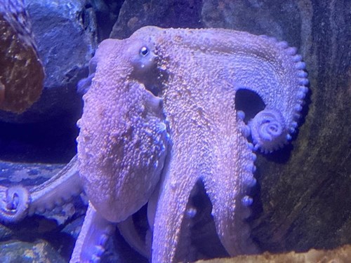 common octopus at sea life london