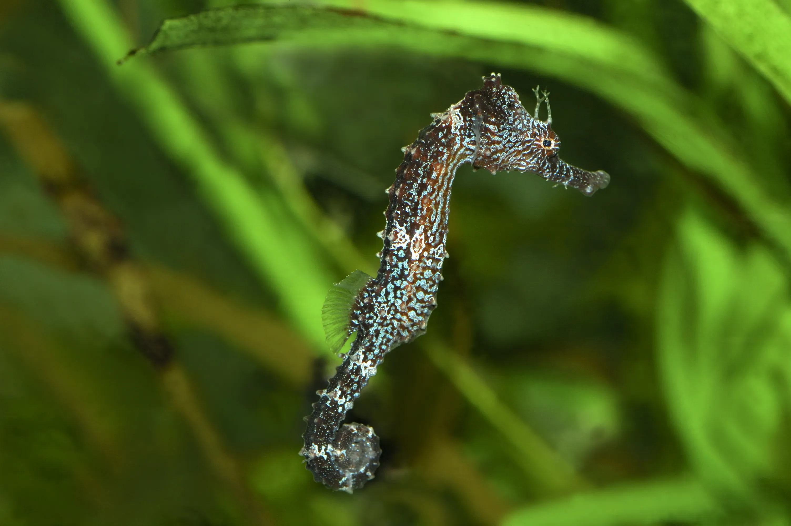 8899 Long Snouted Seahorse Hippocampus Guttulatus