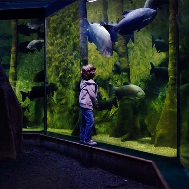 Boy At Fish Tank Rainforest