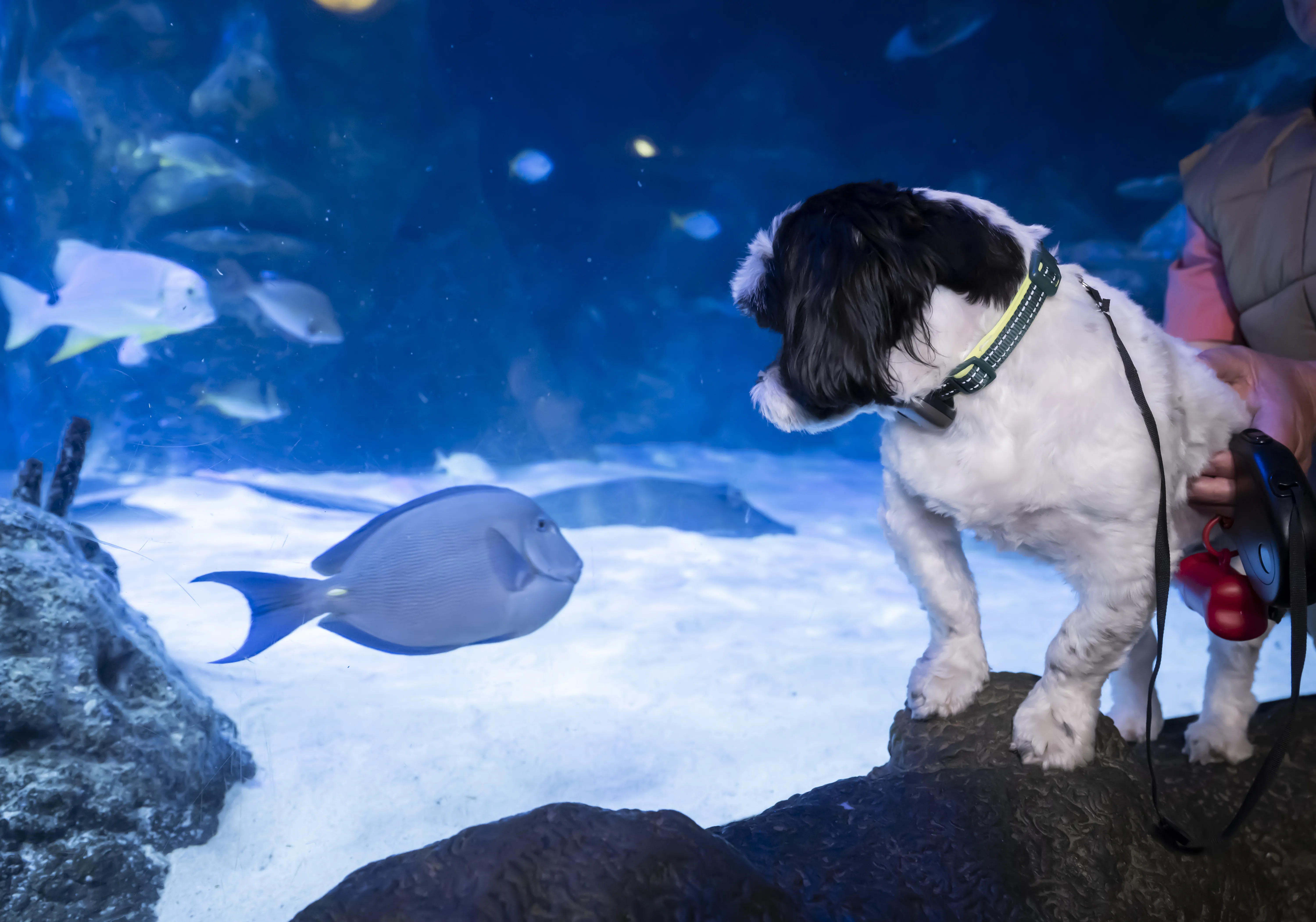 SEA LIFE Manchester Paws Beneath The Waves (57)