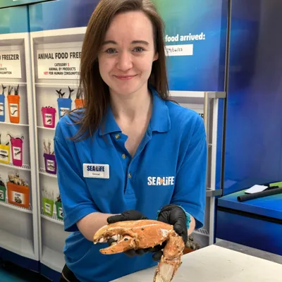 Sea Life team member a holding a shedded lobster claw in the behind the scenes area at SEA LIFE Manchester