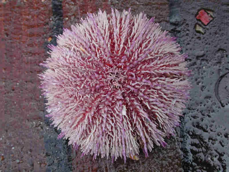 Edible Sea Urchin (002)