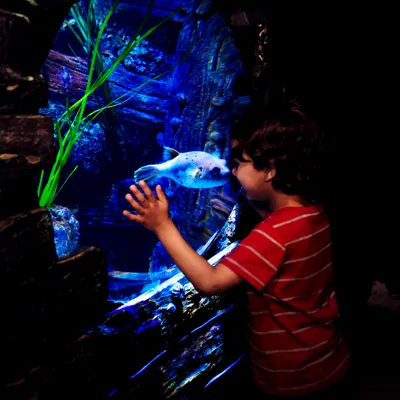 Shark Shipwreck at SEA LIFE