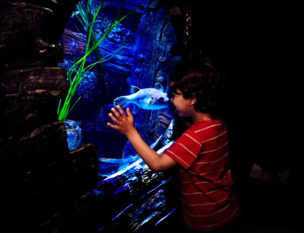Shark Shipwreck at SEA LIFE