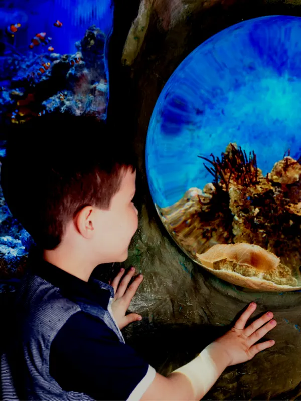 Visit SEA LIFE Manchester Aquarium Trafford Centre