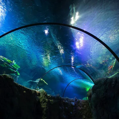 Ocean Tunnel at Manchester
