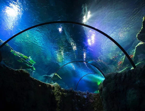 Ocean Tunnel at Manchester