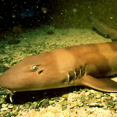 Banded Bamboo Shark at SEA LIFE