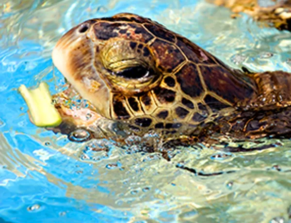 Turtle Tea Time