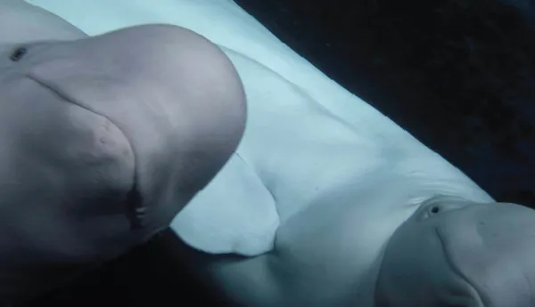 Beluga whales