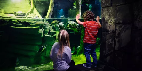 Children At Turtle Tank