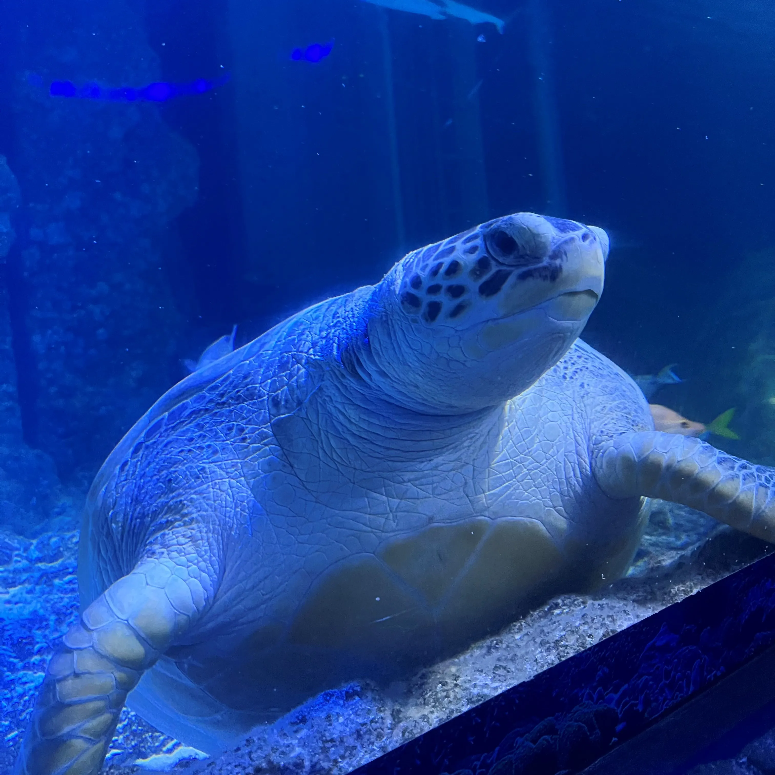 SEA LIFE Manchester (1)