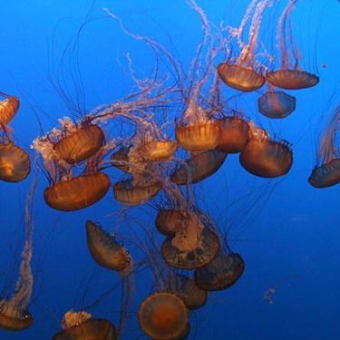 800Px Jellyfish Aqurium