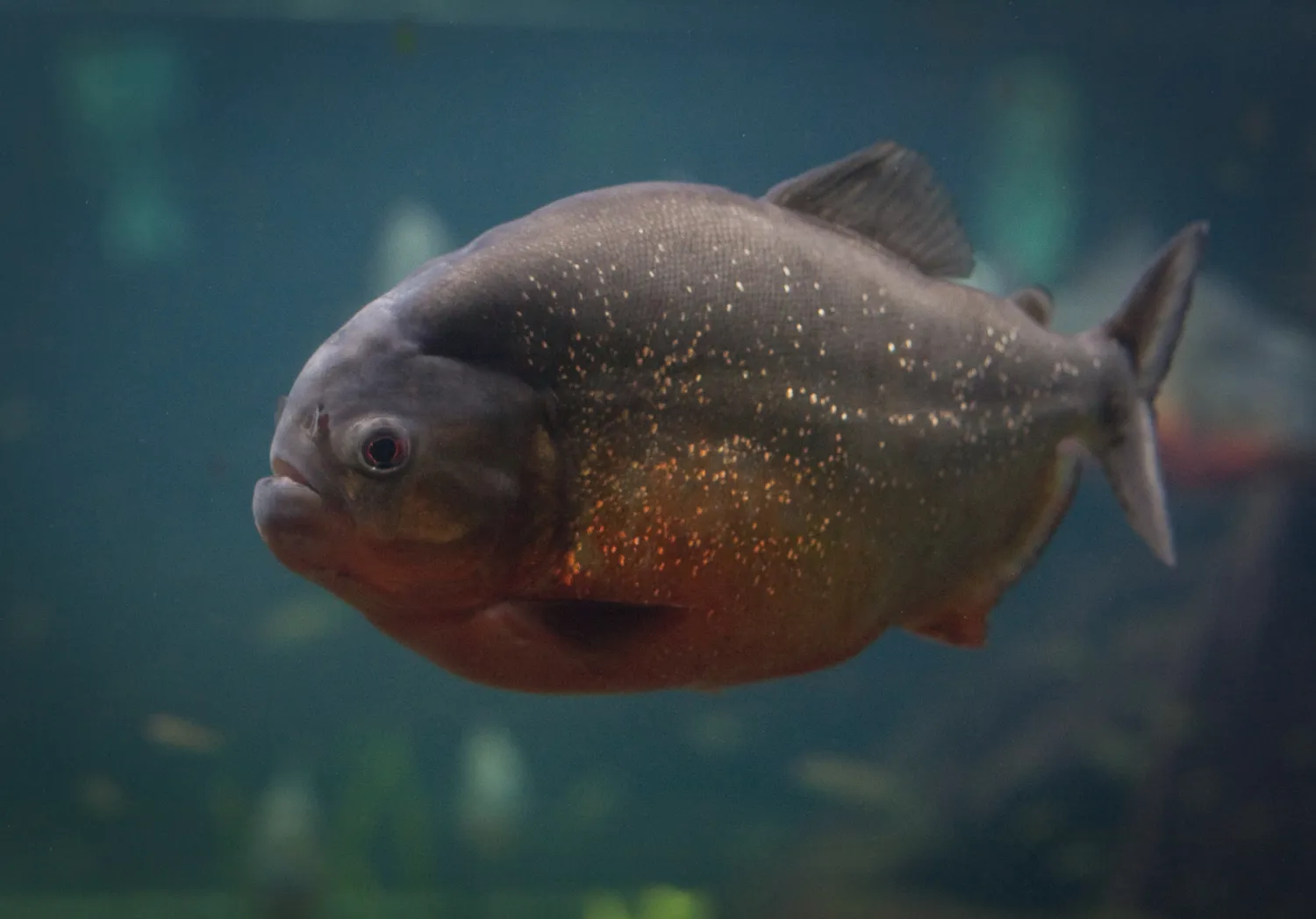 Piranha