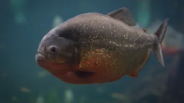 Piranha