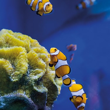 Clownfish against blue background in SEA LIFE aquarium
