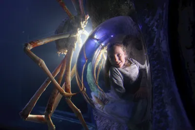 Giant Crab watch tunnel at SEA LIFE