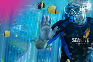Snorkel with sharks