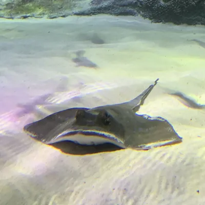 Kuhl's stingray at SEA LIFE Manchester