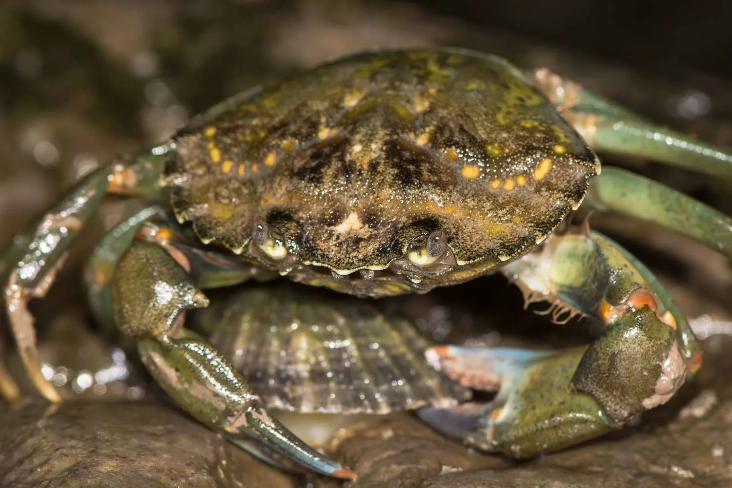 Green Shore Crab