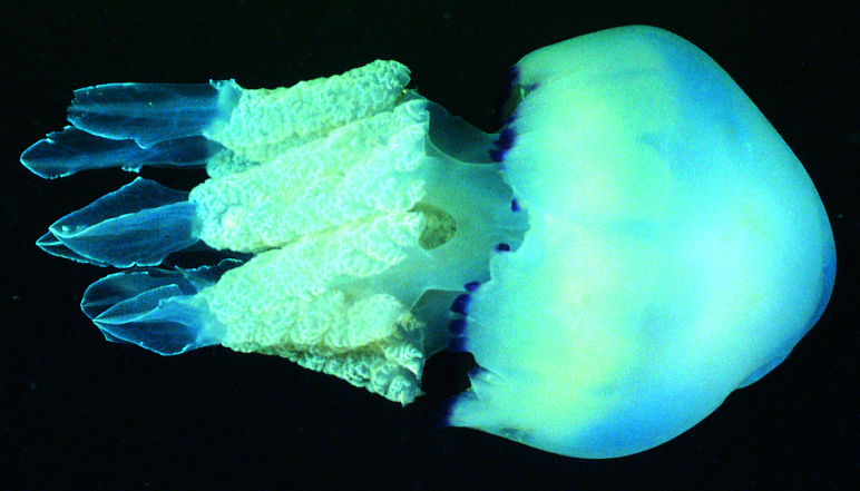 Barrel Jellyfish Rhizostoma Pulmo