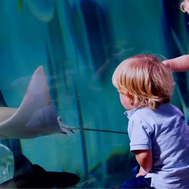 Children watching the stingrays at SEA LIFE