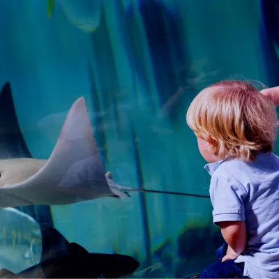 Children watching the stingrays at SEA LIFE