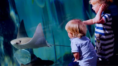 Children watching the stingrays at SEA LIFE