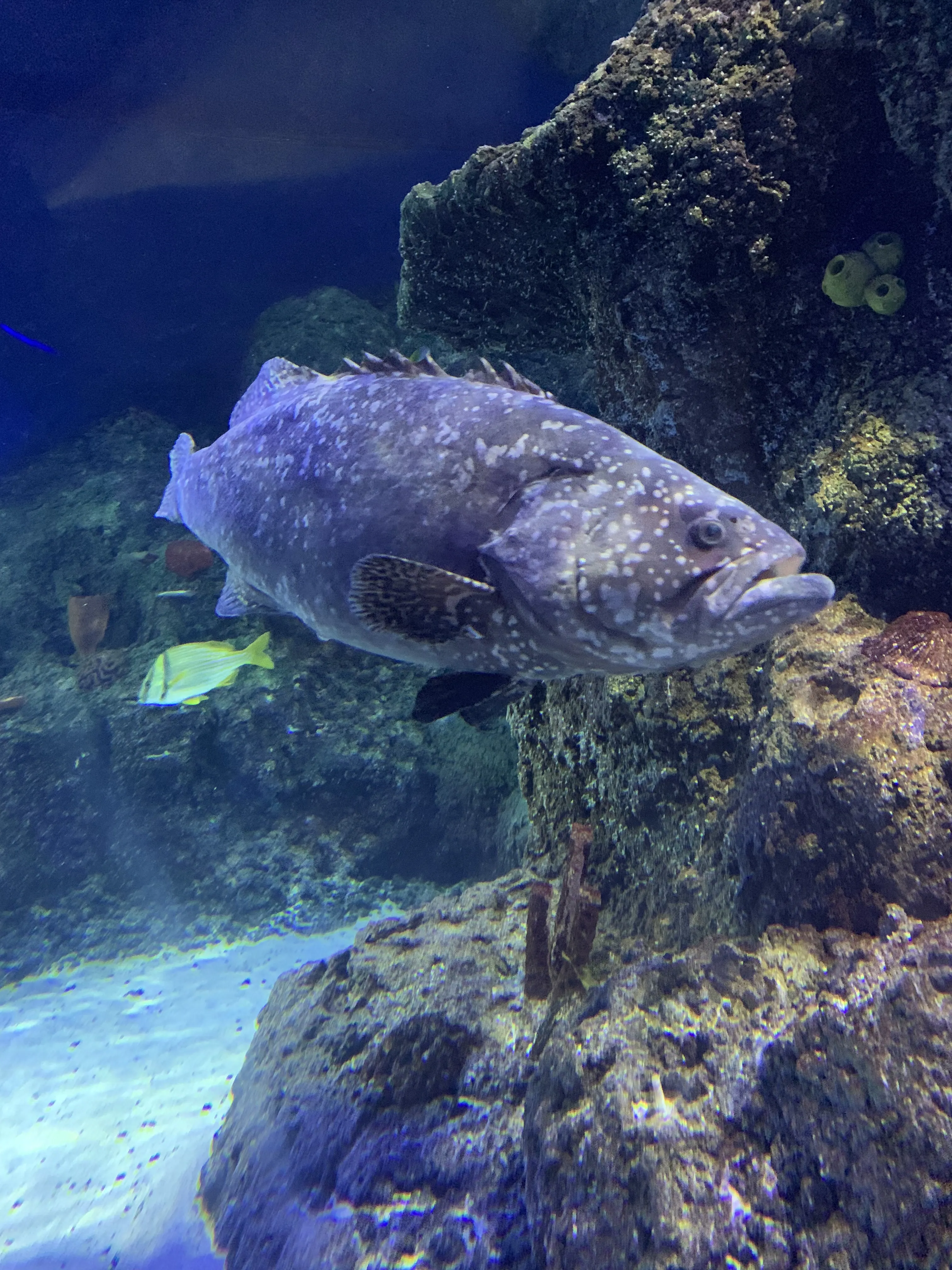 Grouper at SEA LIFE