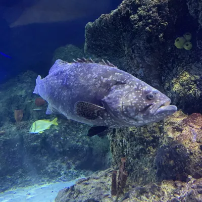 Grouper at SEA LIFE