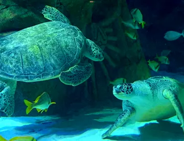Cammy and Ernie the green sea turtles at SEA LIFE Manchester