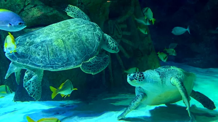 Cammy and Ernie the green sea turtles at SEA LIFE Manchester