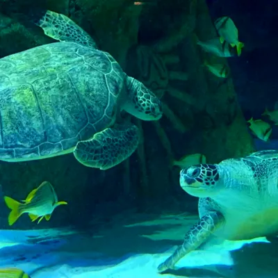 Cammy and Ernie the green sea turtles at SEA LIFE Manchester