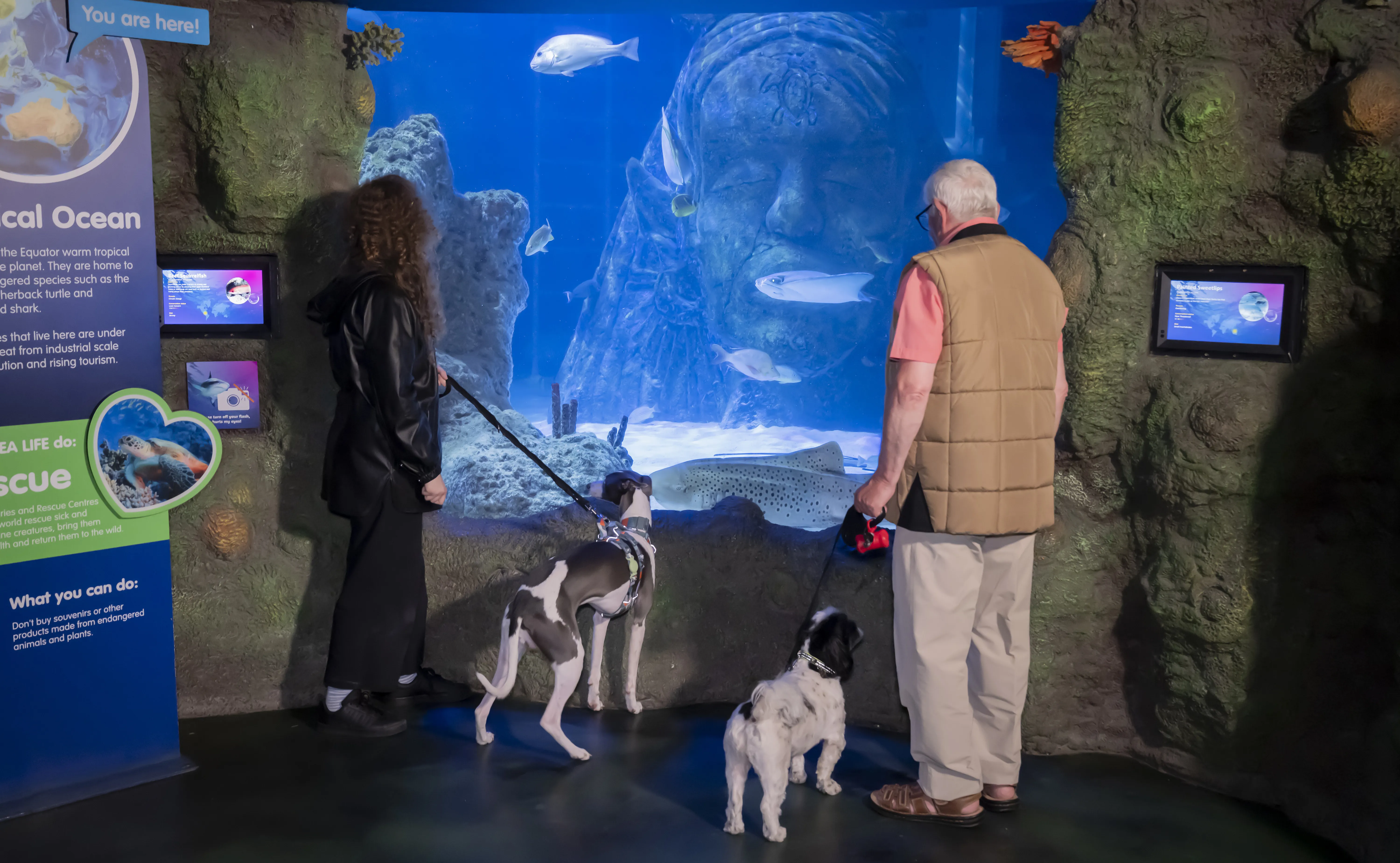 SEA LIFE Manchester Paws Beneath The Waves (46)